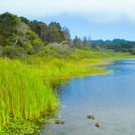 wetlands