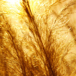 Golden Grass