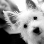 yorkshire-terrier-portrait