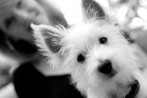 yorkshire-terrier-portrait