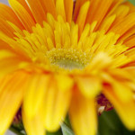 Gerbera Daisy