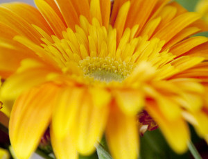 Gerbera Daisy