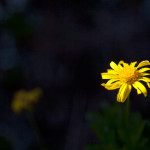 Yellow Daisy