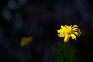 Yellow Daisy