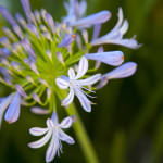 Agapanthus