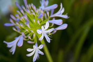 Agapanthus