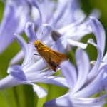 Agapanthus