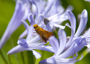 Agapanthus
