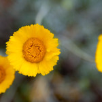 Desert Daisy