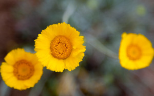 Desert Daisy