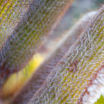 Cactus Fur flora