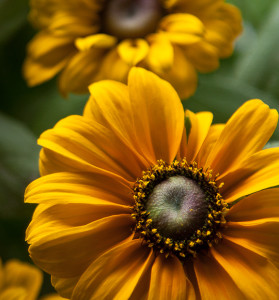 Daisy