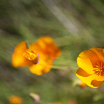 Poppies