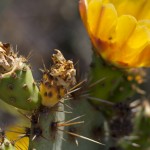 cactusFlowers