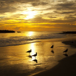 seagulls at dusk