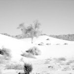 Sandy Landscape