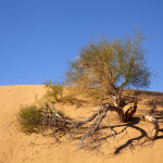 Desert Fauna