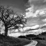 Dead Wood of Santa Rosa Plateau