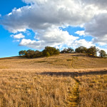 Hill and Meadow