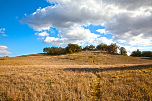 Hill and Meadow