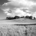 Hilly Meadow