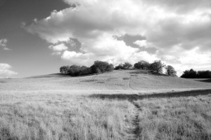 Hilly Meadow