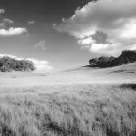 Open Meadow BW