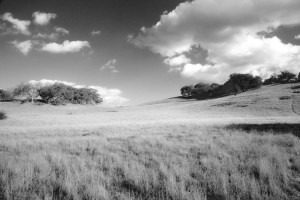 Open Meadow BW