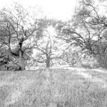 Ethereal Oak BW