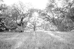 Ethereal Oak BW