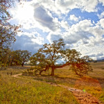 Peaceful Meadow