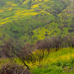 Green Hills above Carbon Canyon
