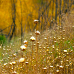 Meadow2