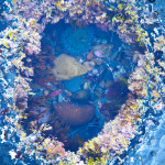 Tide Pool