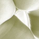 Abstract Vulva and Glutes