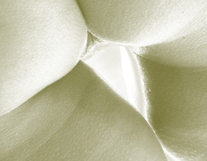 Abstract Vulva and Glutes