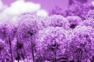 Purple Lily of the Nile