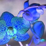 Blue Orchid