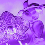 Violet Orchid