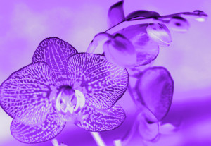 Violet Orchid