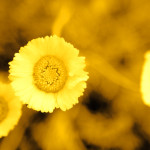 Yellow Daisy