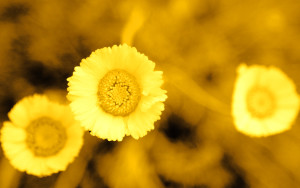 Yellow Daisy