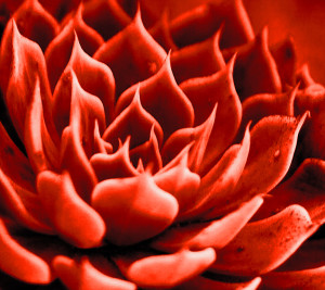 Succulent Flame
