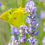 Yellow Butterfly 2