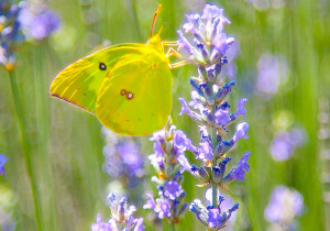 Yellow Butterfly 2