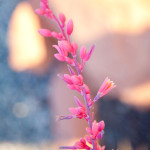 Pink Wildflowers