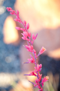 Pink Wildflowers