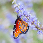 Butterfly bush