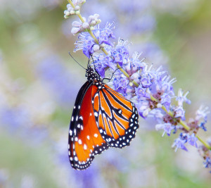 Butterfly bush