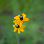 Desert Wildflower